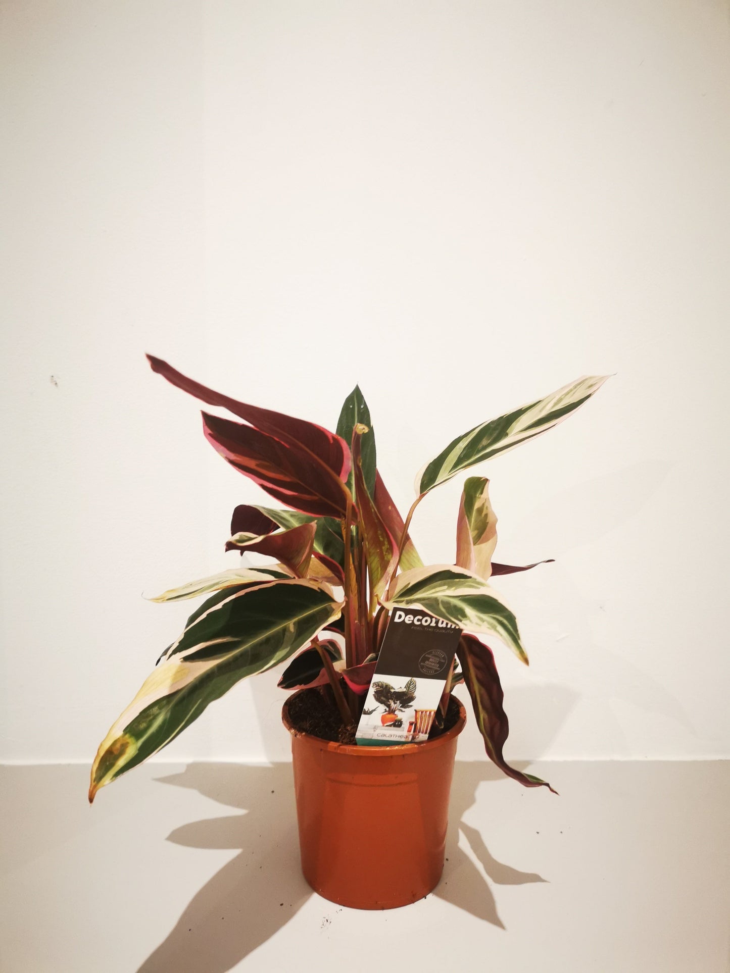 Calathea Triostar - De Plantrekkers  - De Plantrekkers