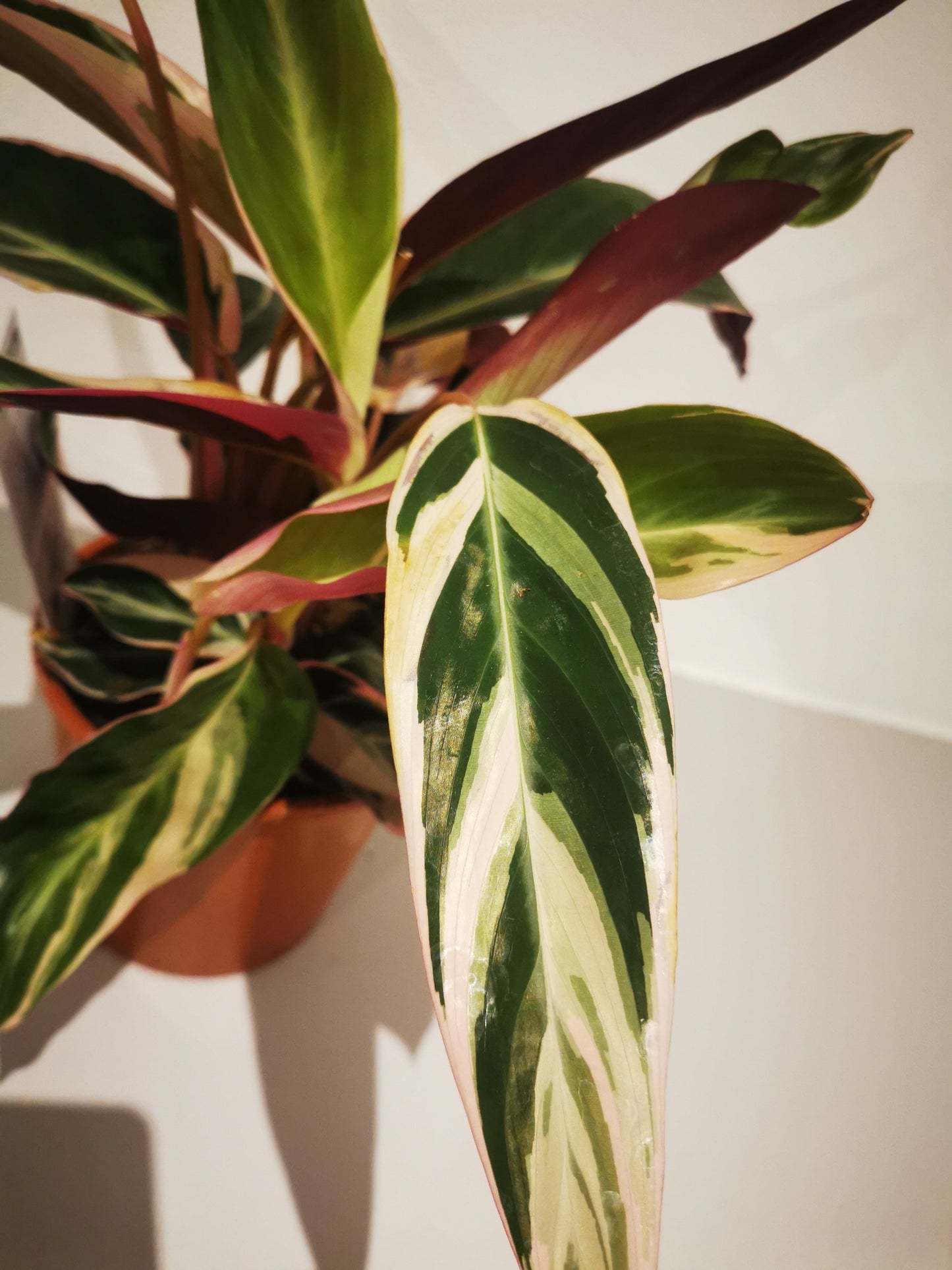 Calathea Triostar - De Plantrekkers  - De Plantrekkers