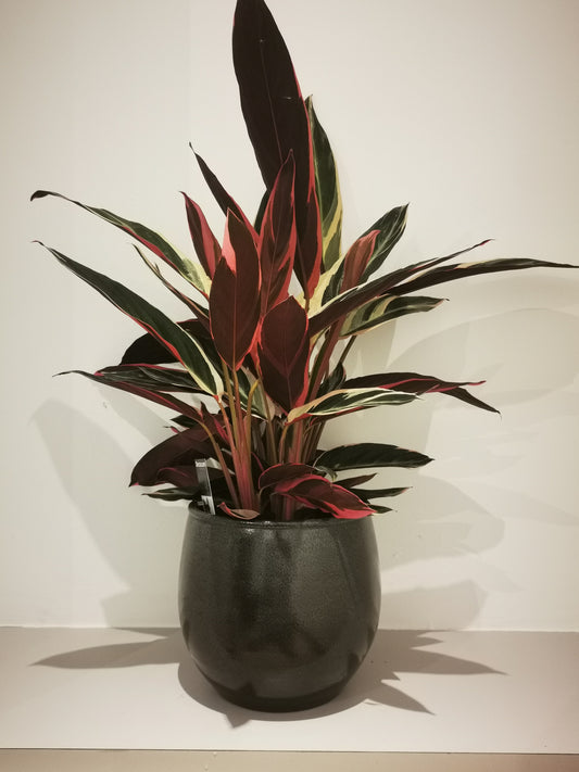 Calathea Triostar - De Plantrekkers  - De Plantrekkers