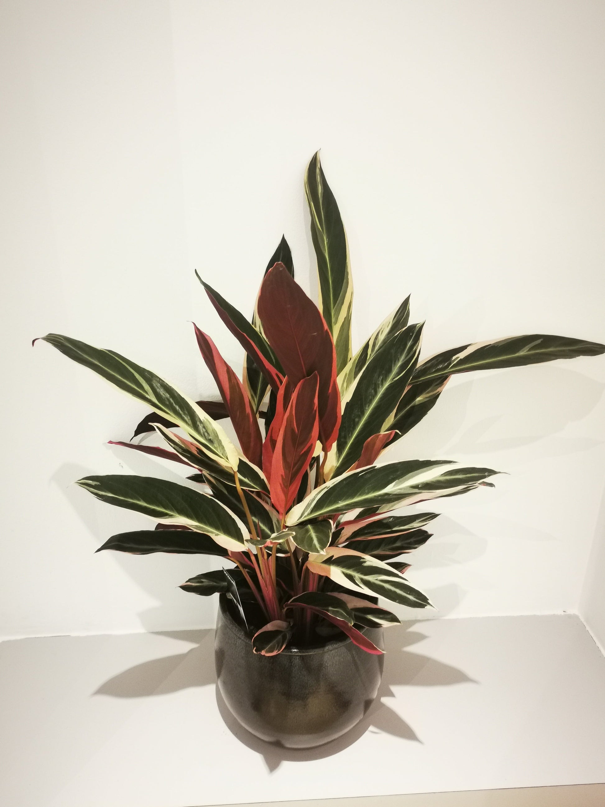 Calathea Triostar - De Plantrekkers  - De Plantrekkers