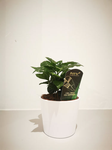 Coffea Arabica - De Plantrekkers  - De Plantrekkers