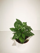 Afbeelding in Gallery-weergave laden, Coffea Arabica - De Plantrekkers  - De Plantrekkers

