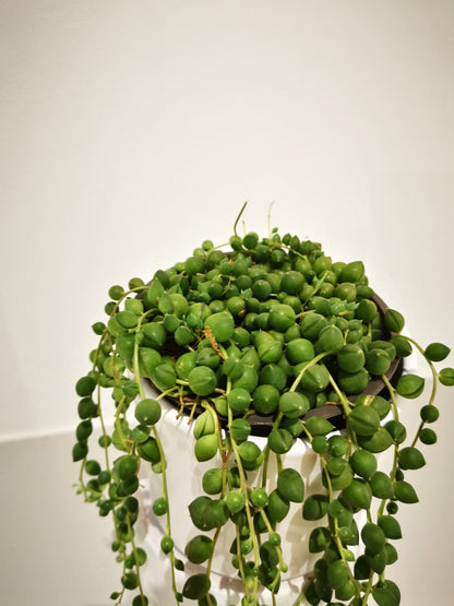 Senecio Rowleyanus 'Erwtenplant' - De Plantrekkers  - De Plantrekkers