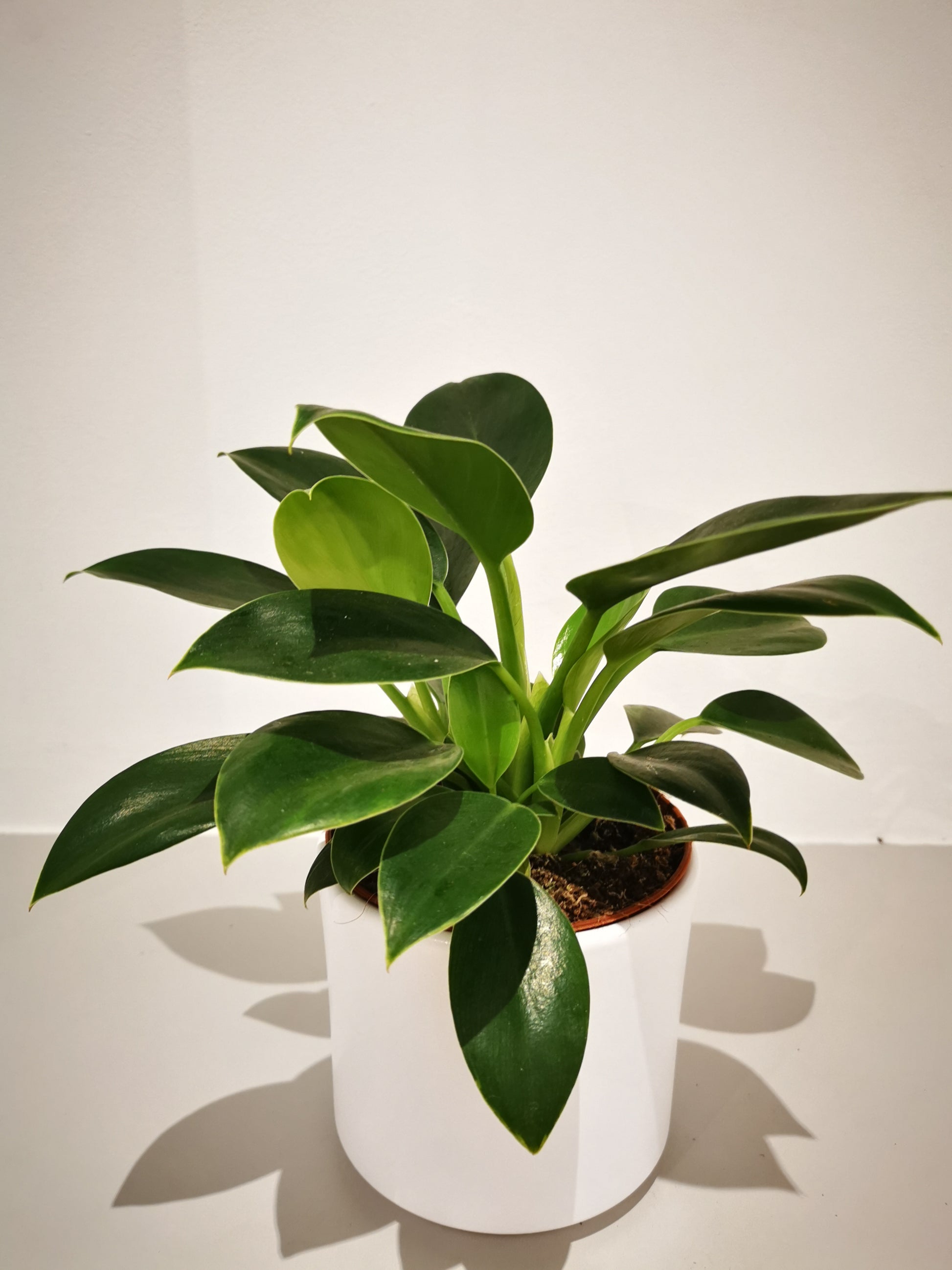 philodendron princess green Philodendron Green Princess | Houseplant