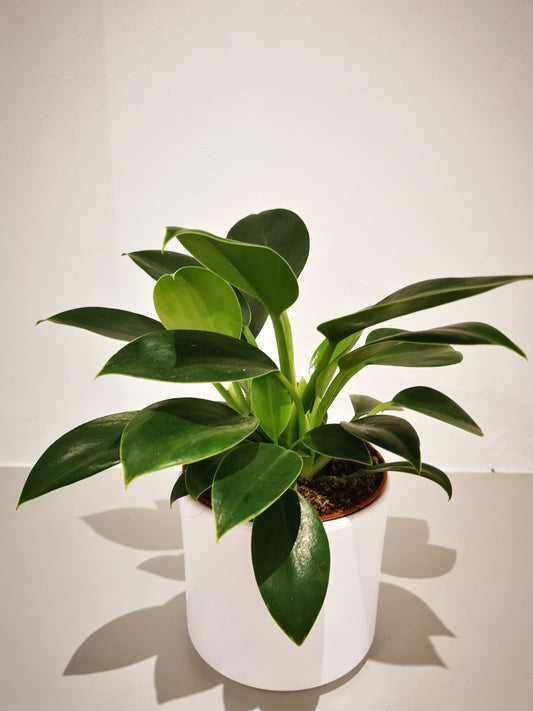 Philodendron 'Green Princess' - De Plantrekkers  - De Plantrekkers