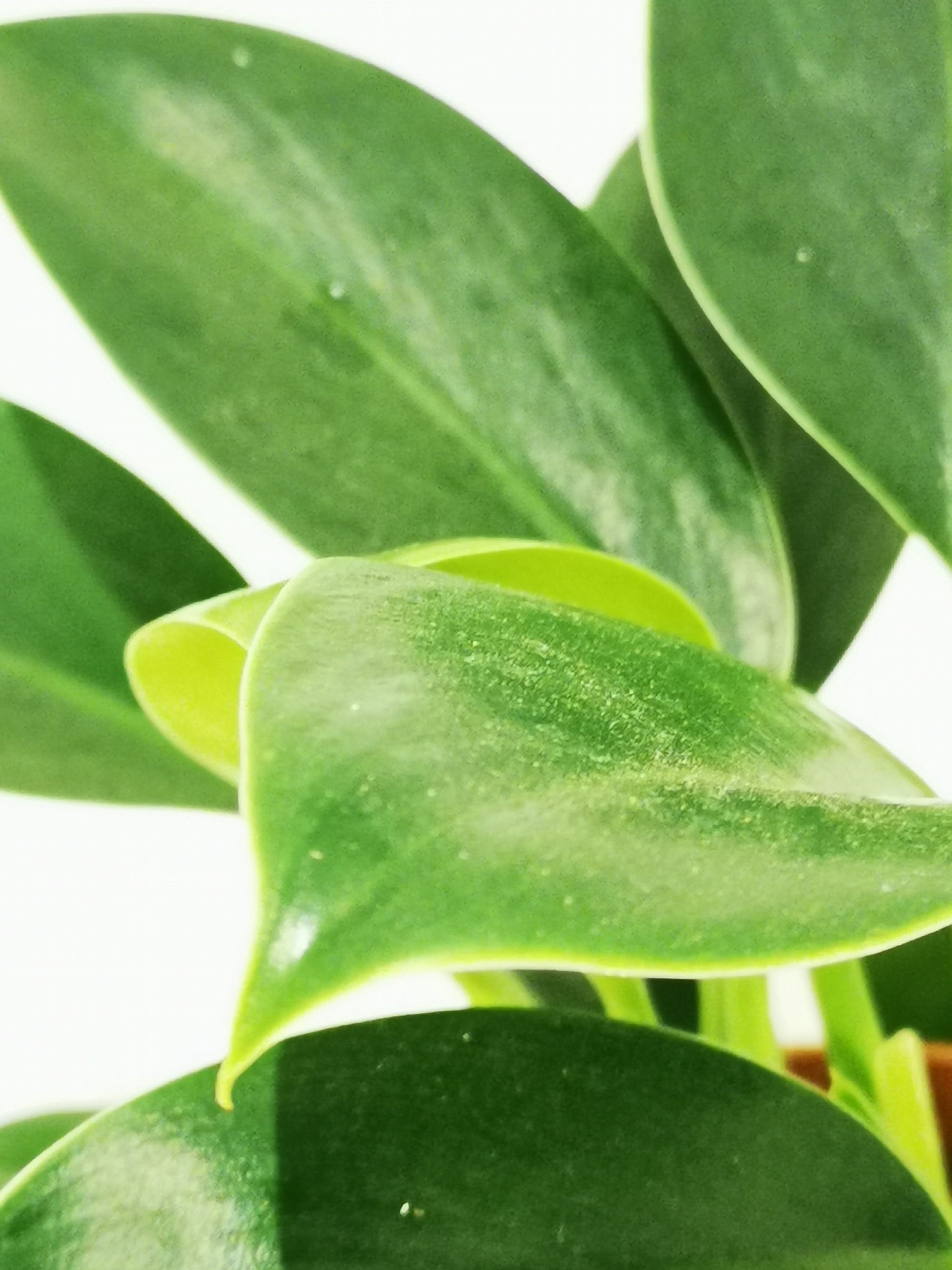 philodendron green princess Philodendron Green Princess | Houseplant