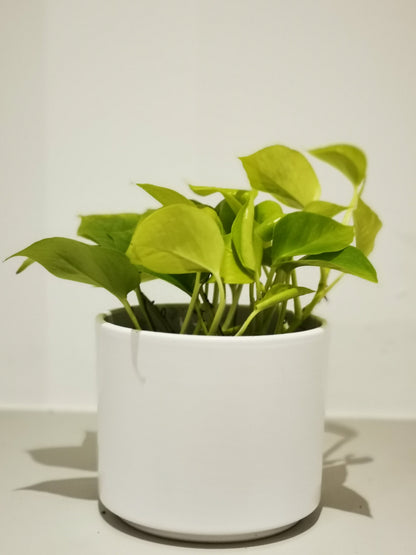 Epipremnum 'Golden Pothos' - De Plantrekkers  - De Plantrekkers