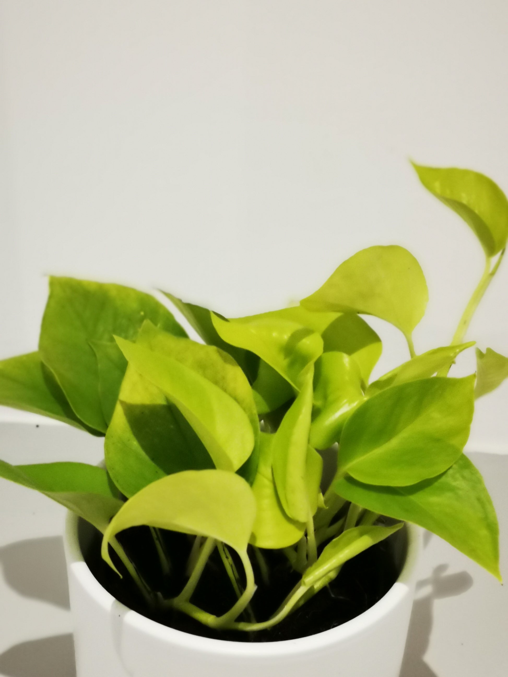 Epipremnum 'Golden Pothos' - De Plantrekkers  - De Plantrekkers