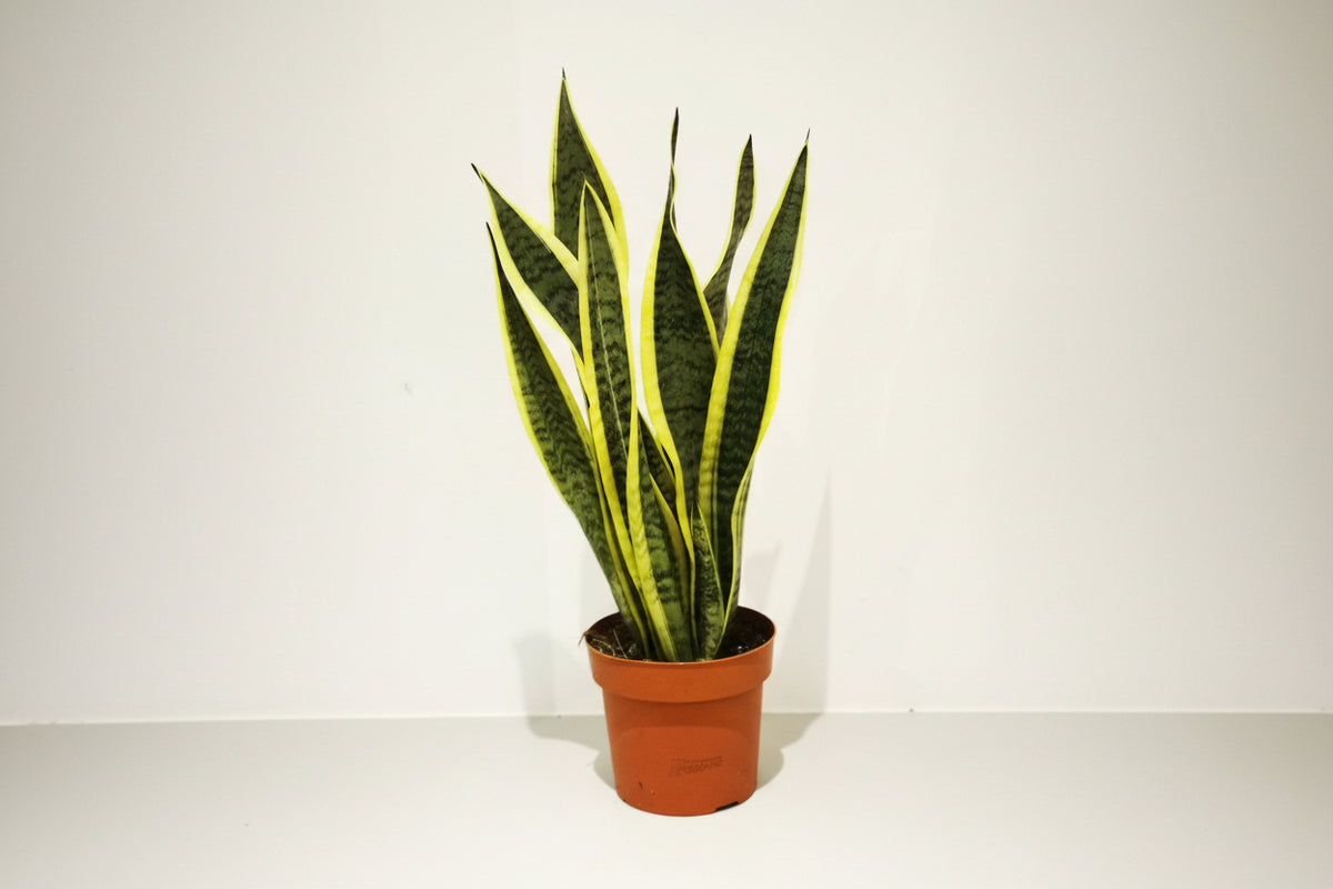 Sansevieria Superba in Rough & Tough cup (SaSu09Sc) - FloraXchange Sansevieria Superba in Rough & Tough cup (SaSu09Sc) - FloraXchange