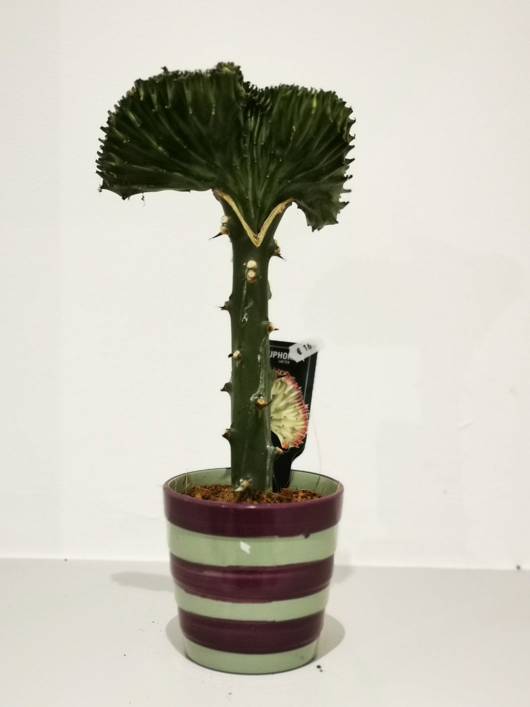 Euphorbia lactea 'Cristata' - De Plantrekkers  - De Plantrekkers