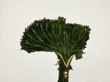 Afbeelding in Gallery-weergave laden, Euphorbia lactea &#39;Cristata&#39; - De Plantrekkers  - De Plantrekkers

