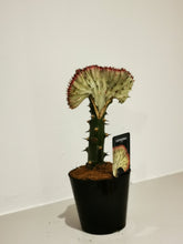 Afbeelding in Gallery-weergave laden, Euphorbia lactea &#39;Cristata&#39; - De Plantrekkers  - De Plantrekkers
