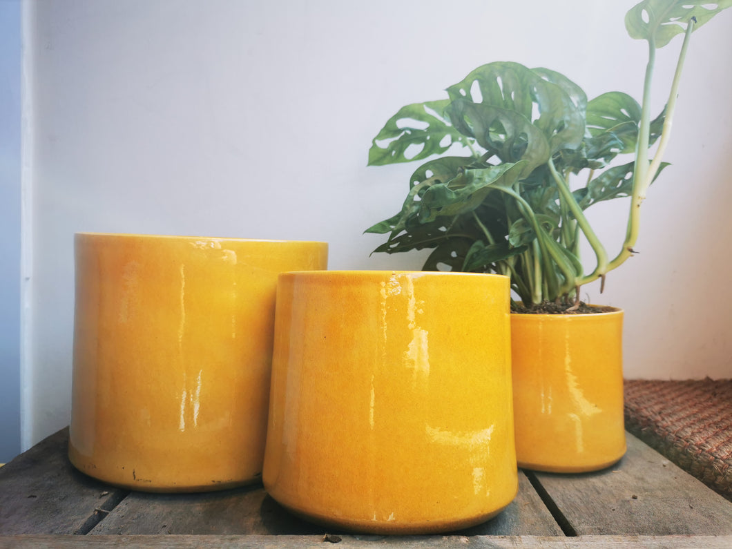 Glanzende gele pot - De Plantrekkers  - De Plantrekkers 