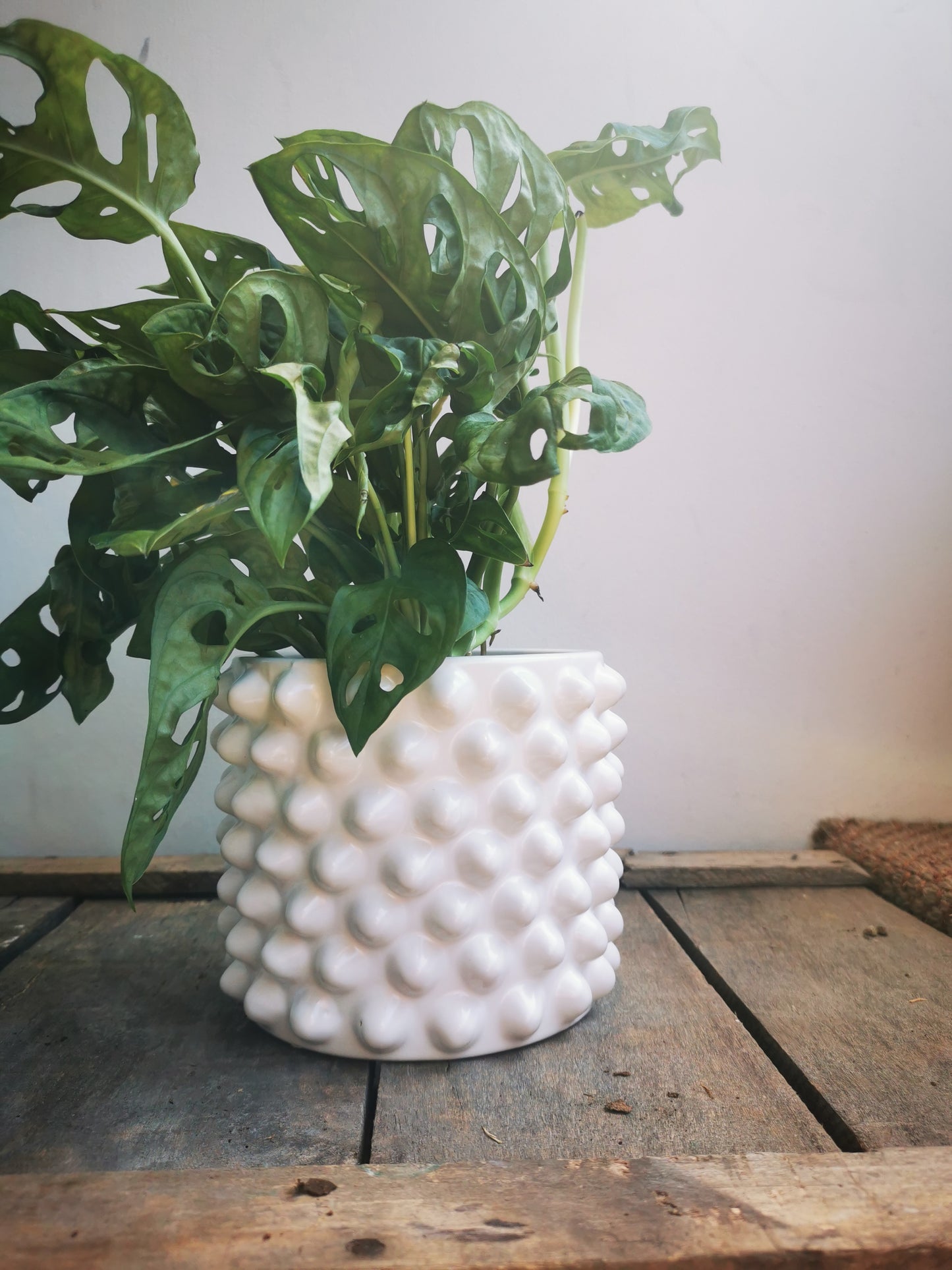 Glanzed witte pot met bolletjes - De Plantrekkers  - De Plantrekkers 