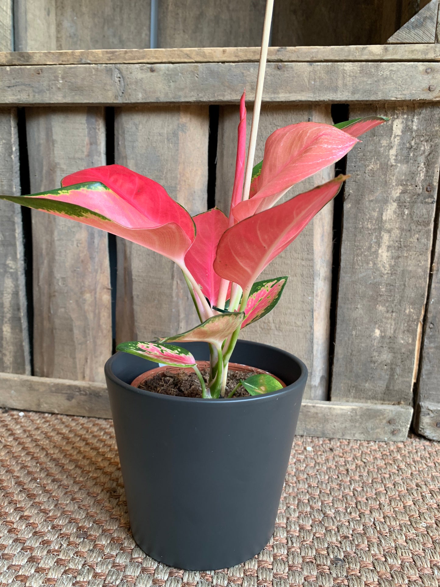 Aglaonema Flamingo - De Plantrekkers  - De Plantrekkers