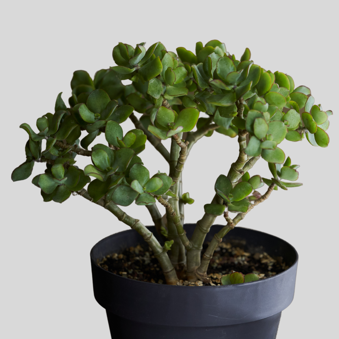 buy jade plants Crassula 'Minova Magic' | Buy Jade Plant