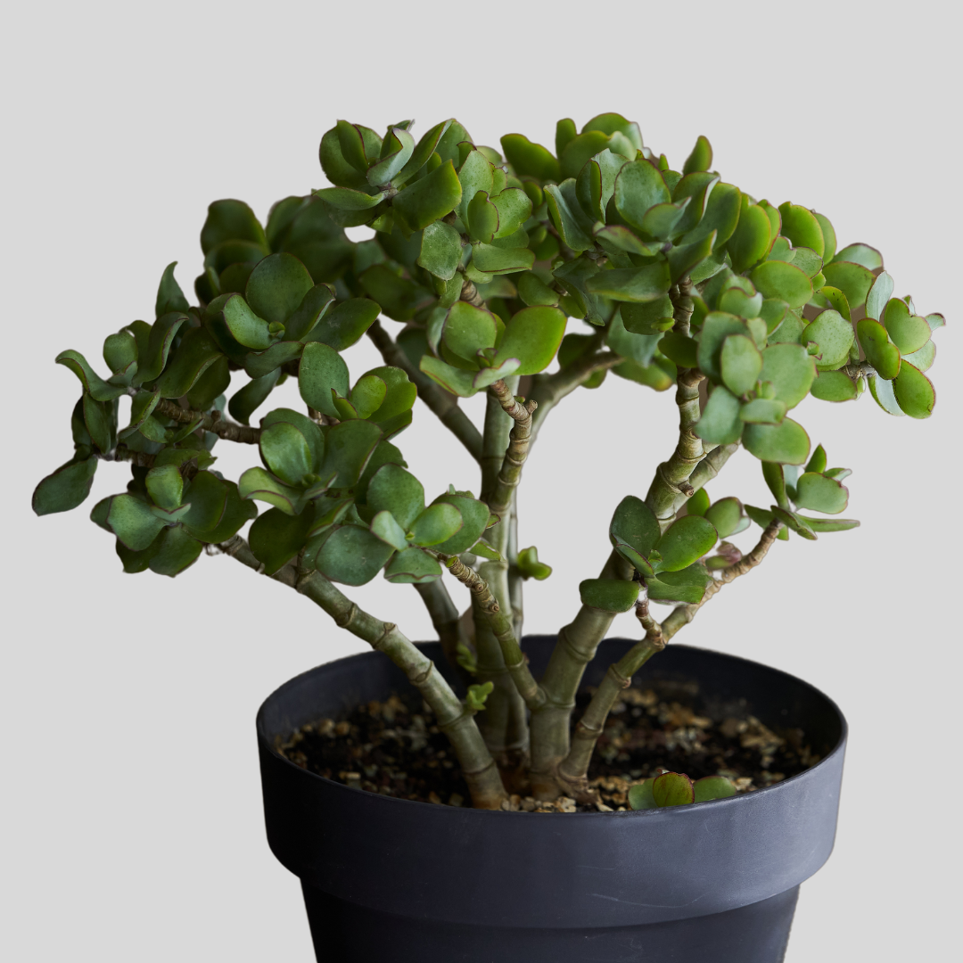 Crassula 'Minova Magic' (Plante de Jade)