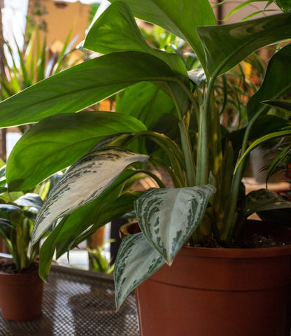 Plant Aglaonema Silver Bay