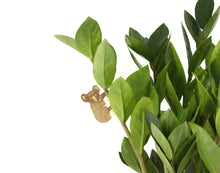 Afbeelding in Gallery-weergave laden, Koala plantenhanger de plantrekkers zzplant

