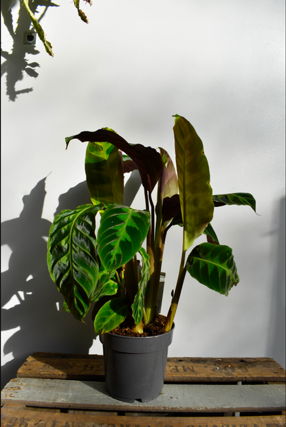 Calathea Warscewiczii - De Plantrekkers  - De Plantrekkers 