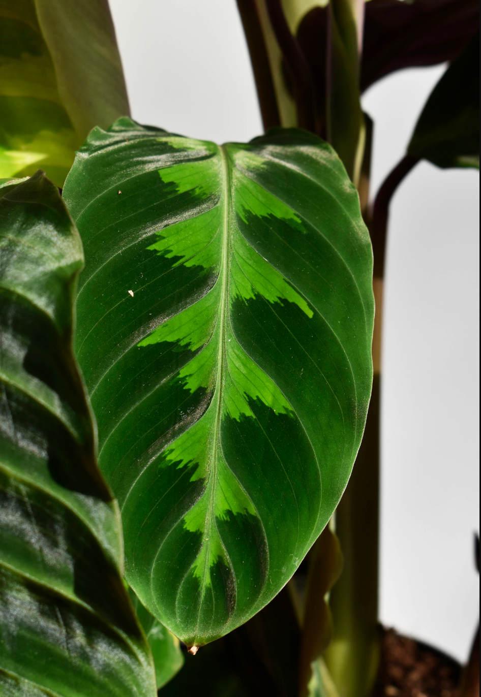 Calathea Warscewiczii - De Plantrekkers  - De Plantrekkers 