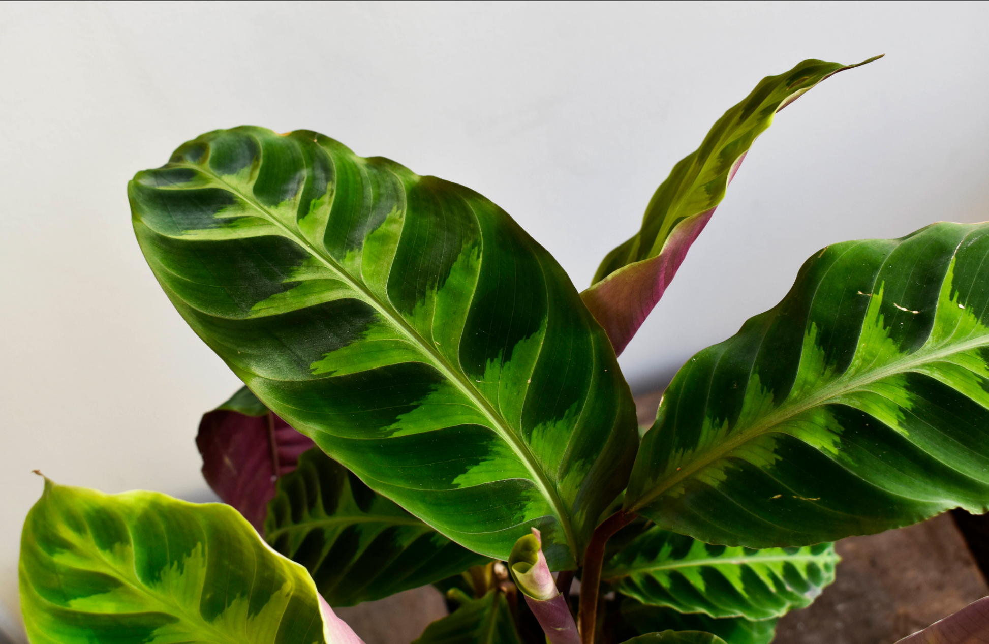 Calathea Warscewiczii - De Plantrekkers  - De Plantrekkers 