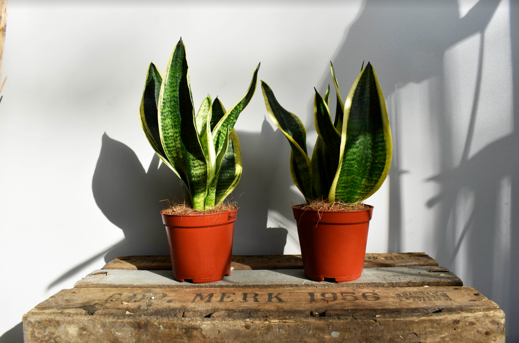 Sansevieria 'Futura Superba' - De Plantrekkers  - De Plantrekkers 