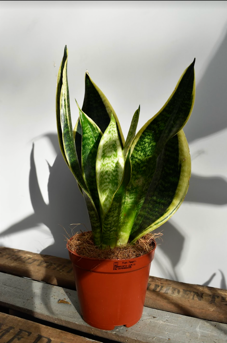 Sansevieria 'Futura Superba' - De Plantrekkers  - De Plantrekkers 