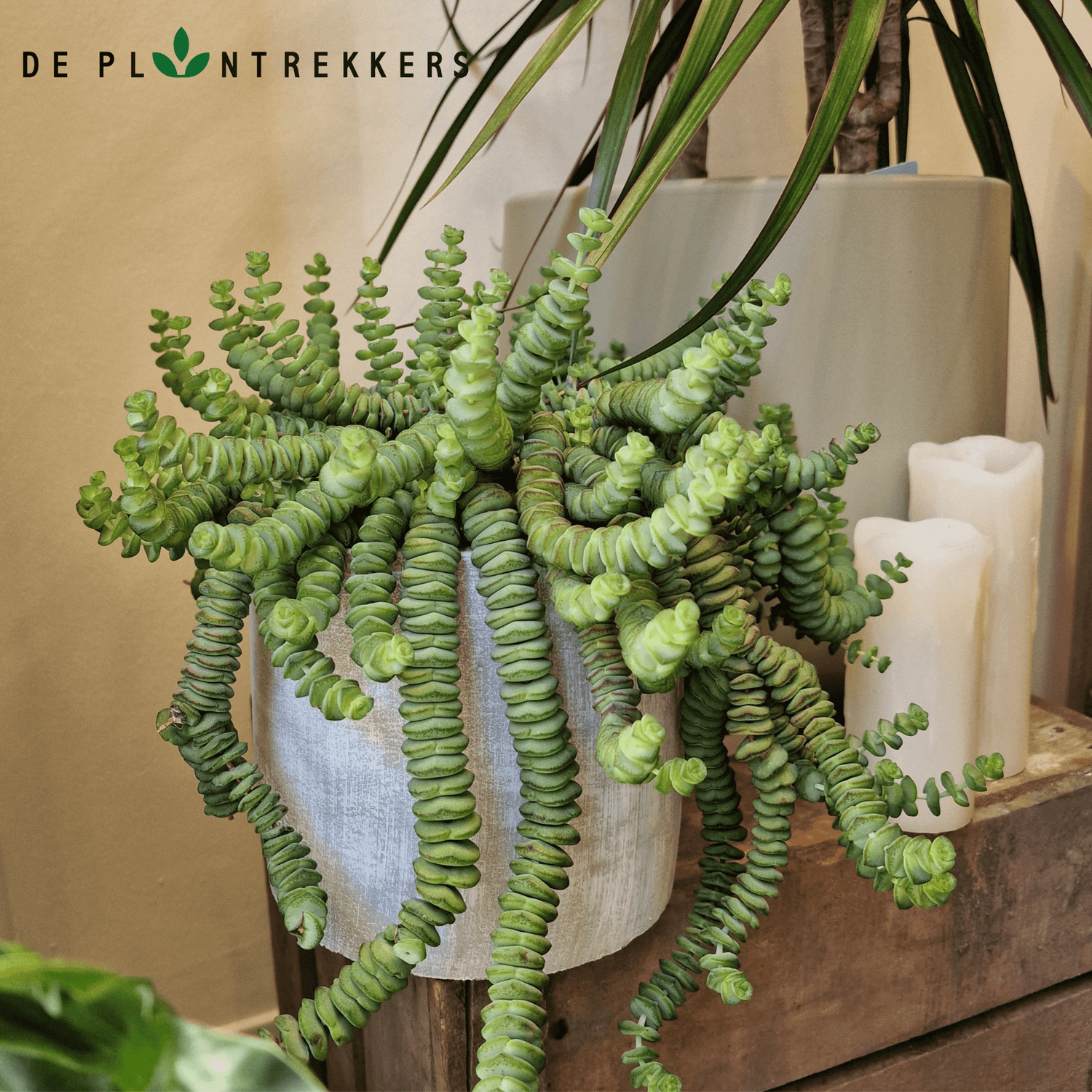 Crassula Marnieriana 'Hottentot' De Plantrekkers