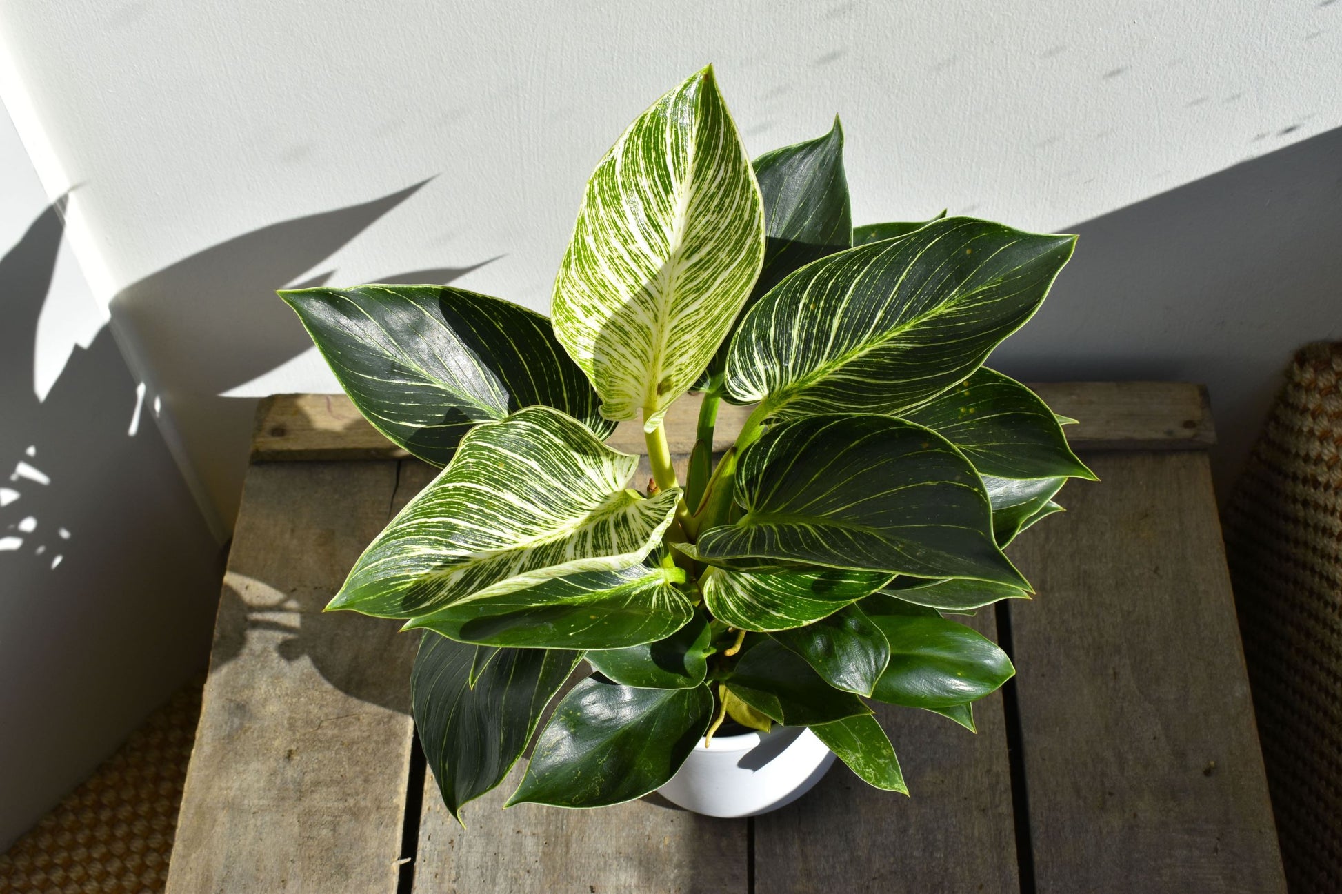 hydroponic philodendron white wave Buy Philodendron Birkin 'White Wave'