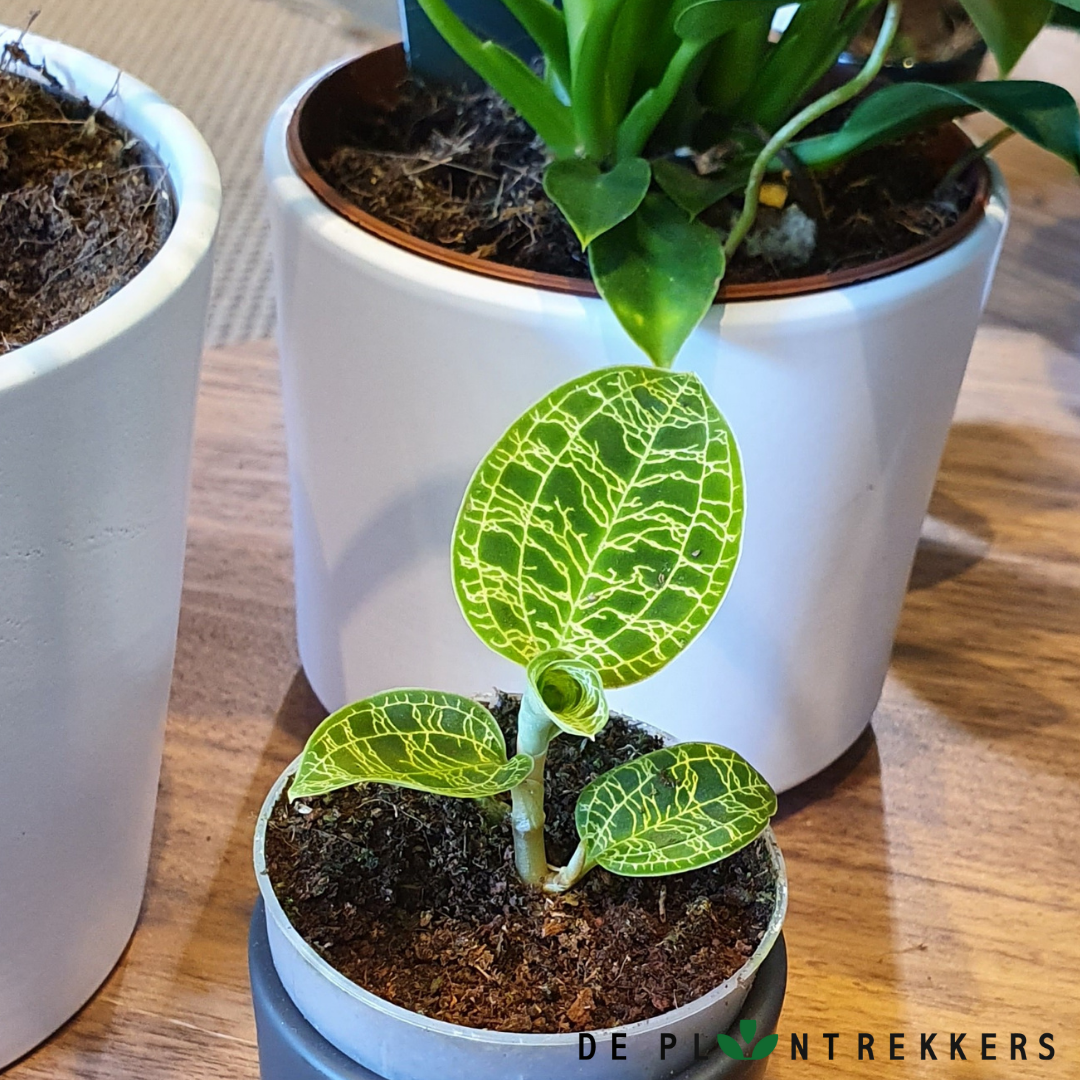 macodes petola potting mix Macodes Petola | Buy Jewel Orchid